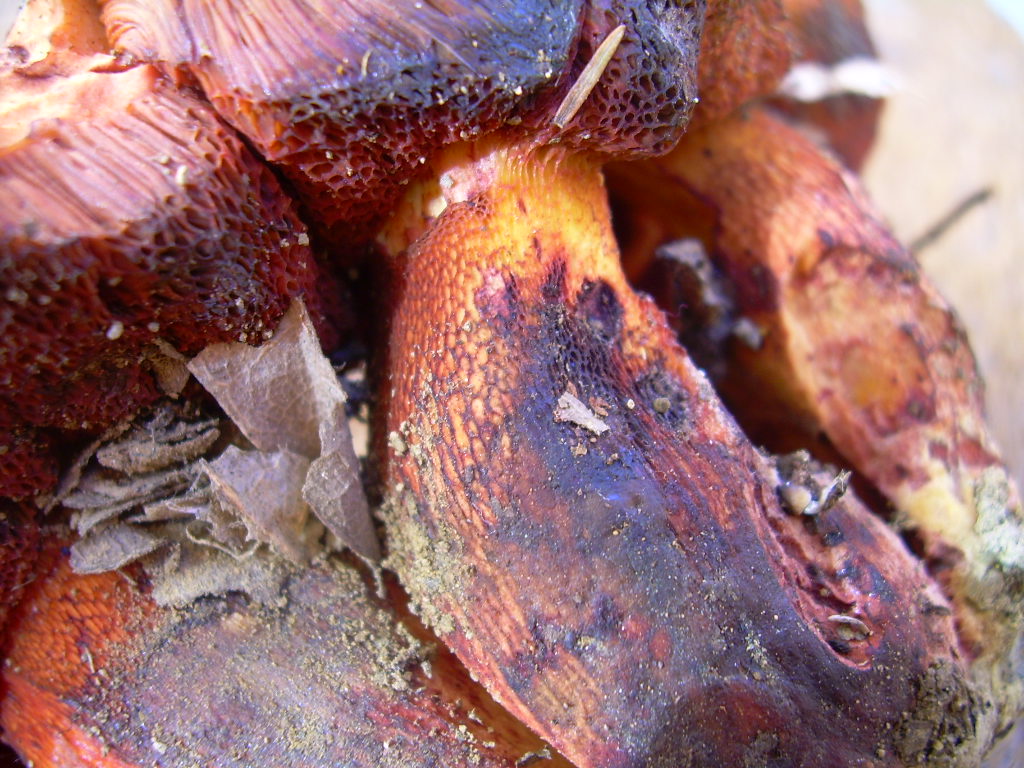 Boletus permagnificus?